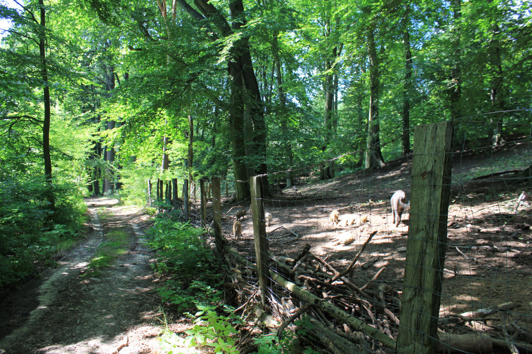Wildschweingatter am Seminarhaus, Foto: Bansen-Wittig