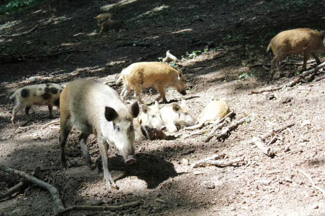 Wildschweingatter "Alte Hölle", Foto: Bansen-Wittig