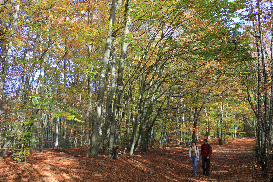 Wandern im bunten Herbstwalde, Foto: Bansen-Wittig