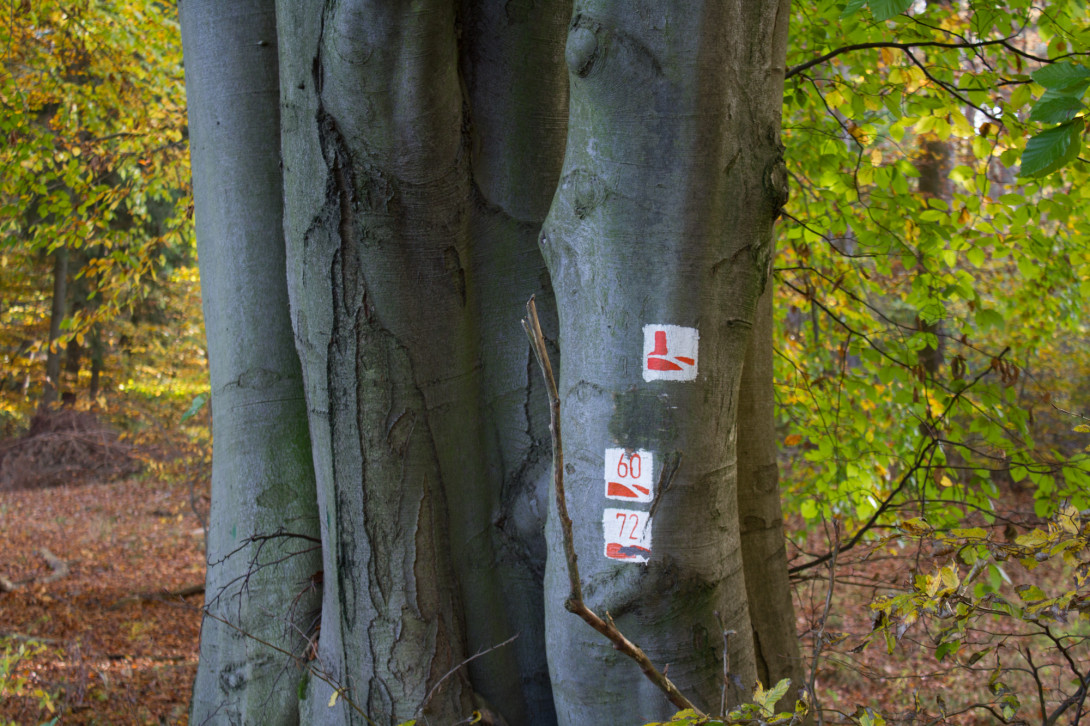 Baummarkierung zum Wanderweg, Foto: Bansen-Wittig
