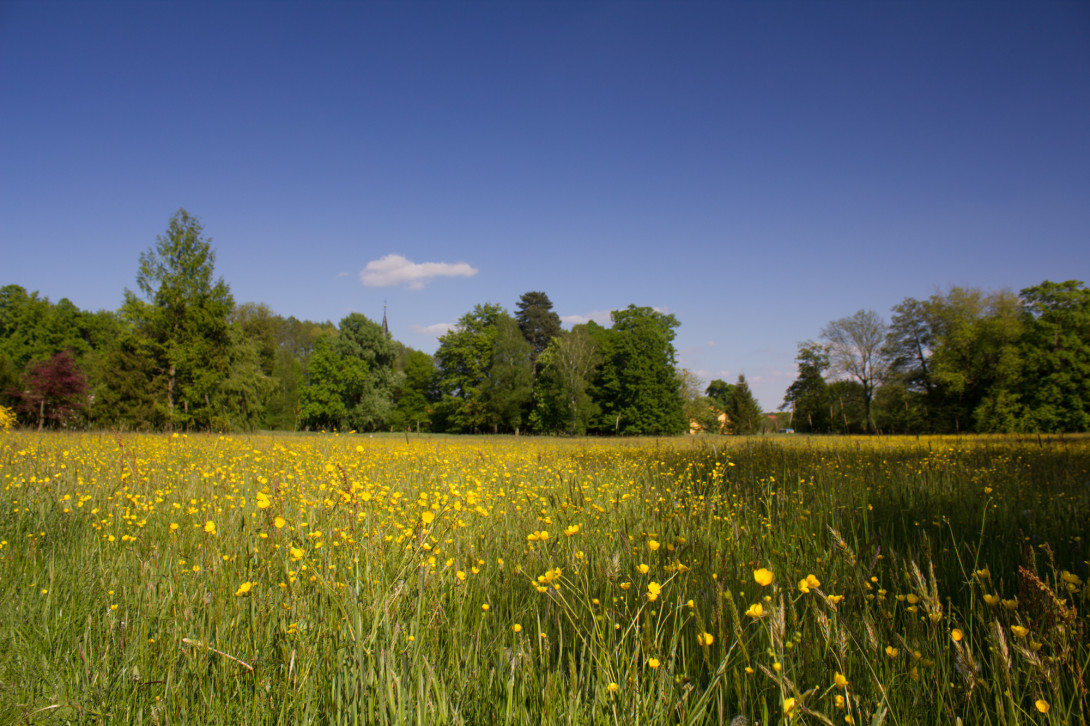 Wiesen mit blühendem Hahnenfuß, Foto: Bansen-Wittig