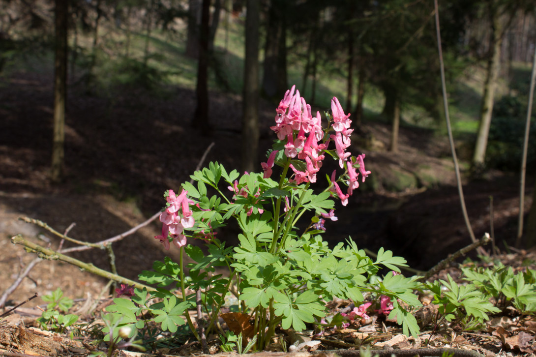 Frühblüher - hier Lerchensporn - am Wegesrand, Foto: Bansen-Wittig