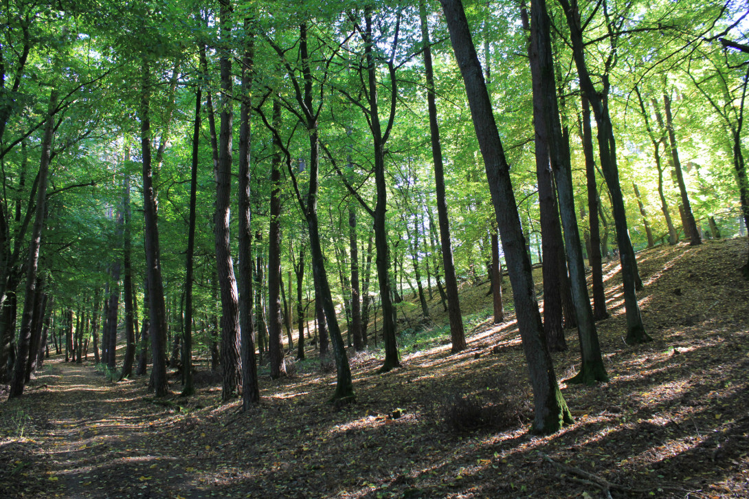 Zukunftswald an der Millionenbrücke, Foto: Bansen-Wittig