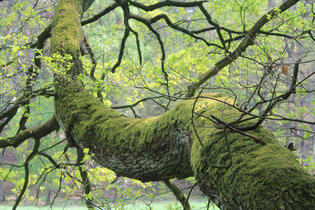 Im Zukunftswald dürfen die Bäume alt werden, Foto: Bansen-Wittig