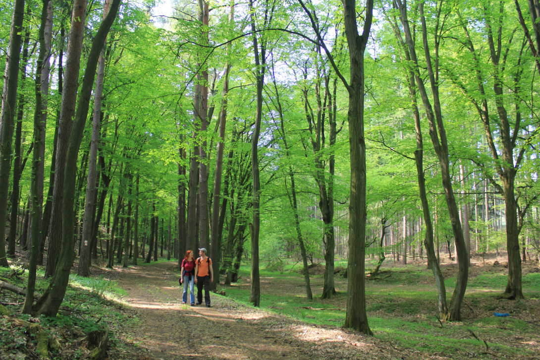 Wandern durch den Zukunftswald, Foto: Bansen-Wittig