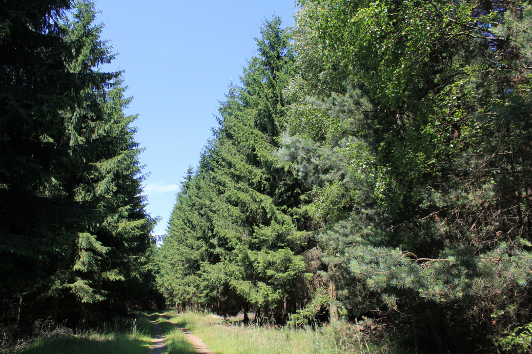 Fichtenwald, Foto: Bansen-Wittig