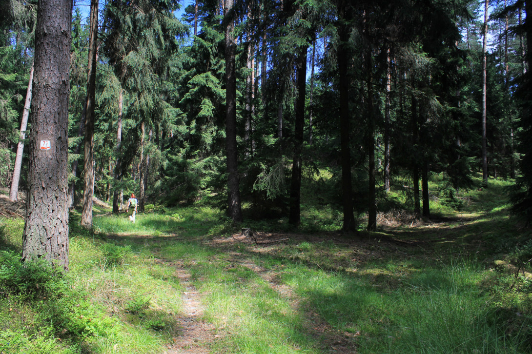 Baummarkierung, Foto: Bansen-Wittig