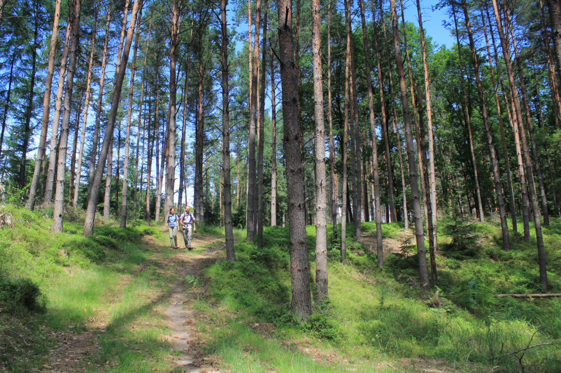 Wanderer im Blaubeer-Kiefern-Wald, Foto: Bansen-Wittig