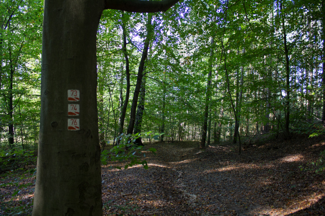 Baummarkierung, Foto: Bansen-Wittig