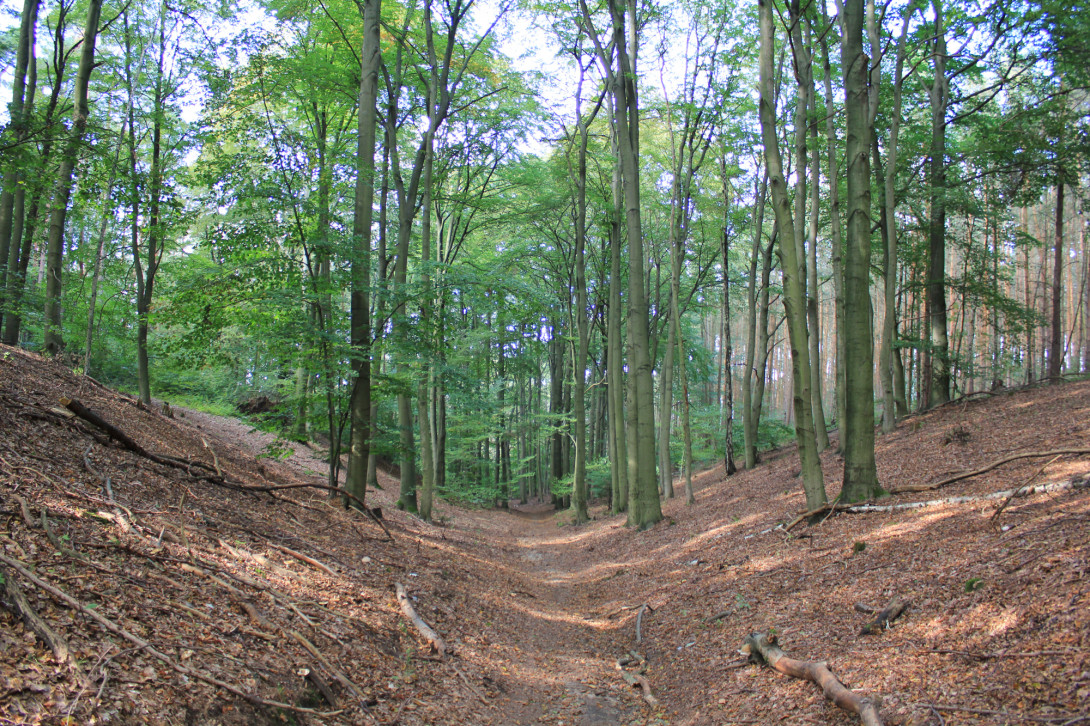 Buchenwald, Foto: Bansen-Wittig