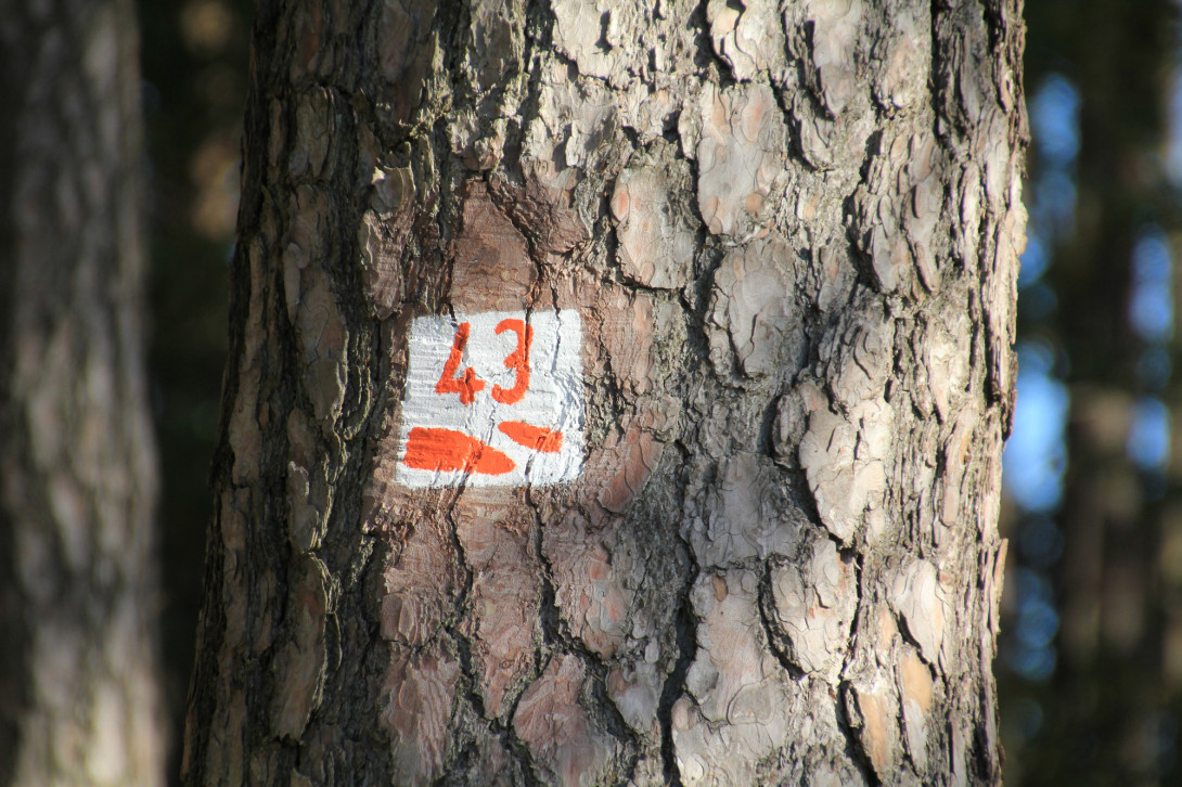 Baummarkierung, Foto: Bansen-Wittig