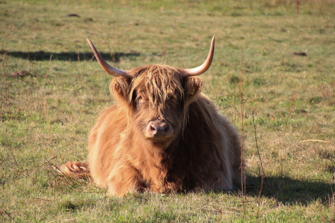 Highlandrind bei Niemegk, Foto: Bansen-Wittig