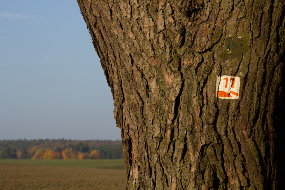 Baummarkierung, Foto: Bansen-Wittig