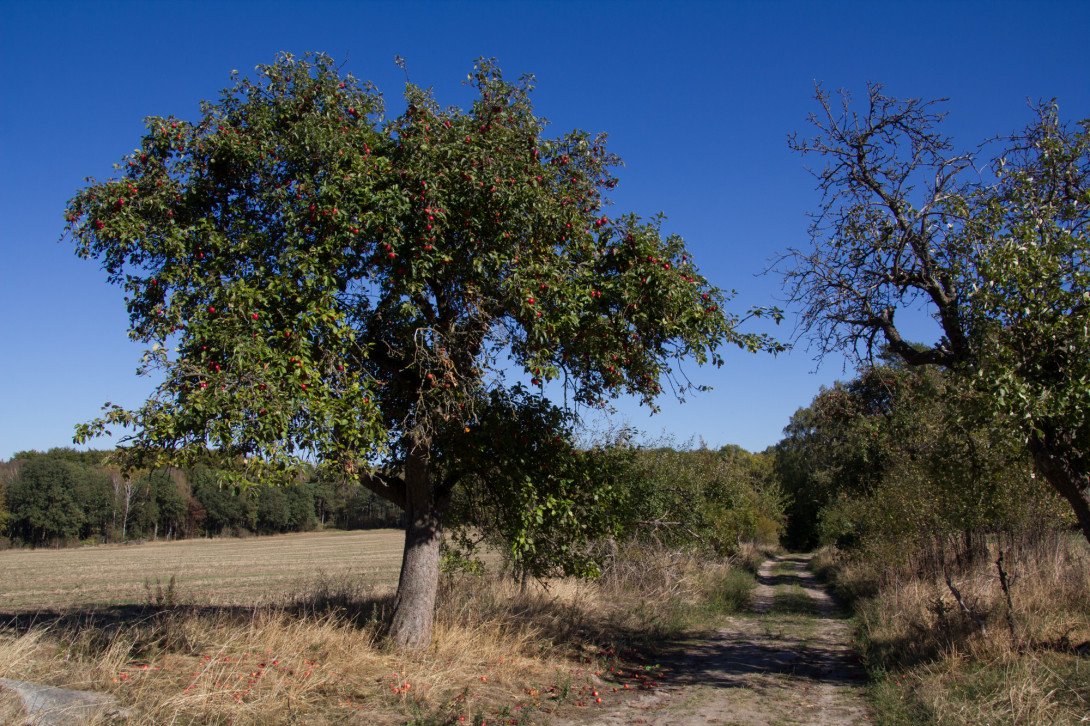 Apfelbaum am Wegesrand, Foto: Bansen-Wittig