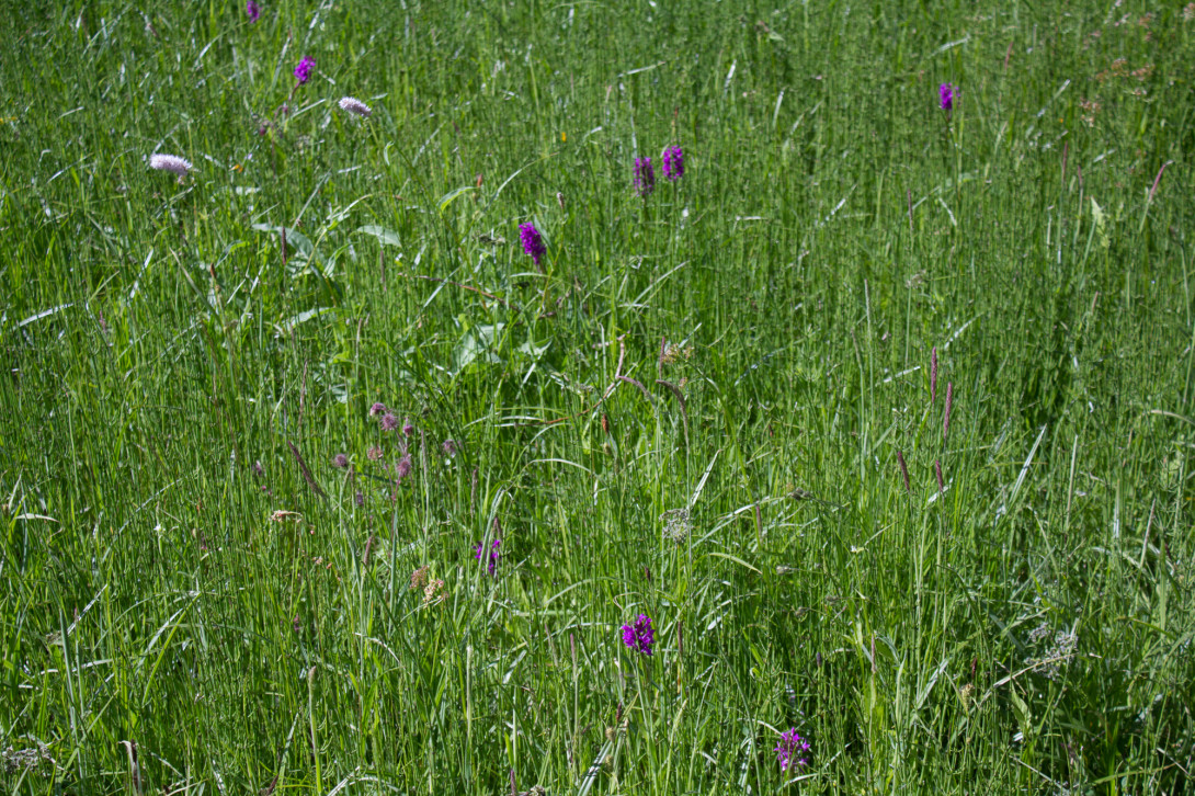 Blühende Knabenkräuter in den Burgwiesen, Foto: Bansen-Wittig