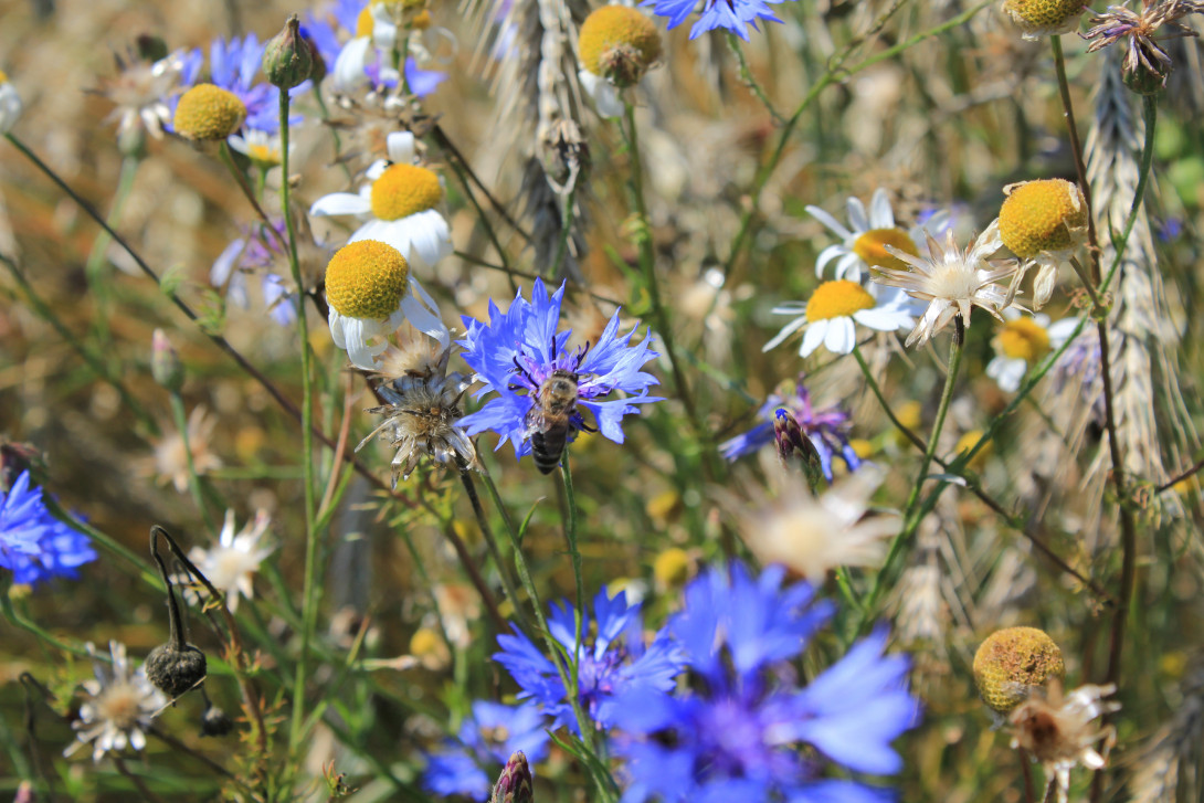 Blüten im Getreidefeld, Foto: Bansen-Wittig