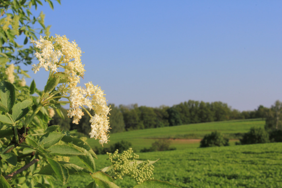 Blühender Holunder, Foto: Bansen-Wittig