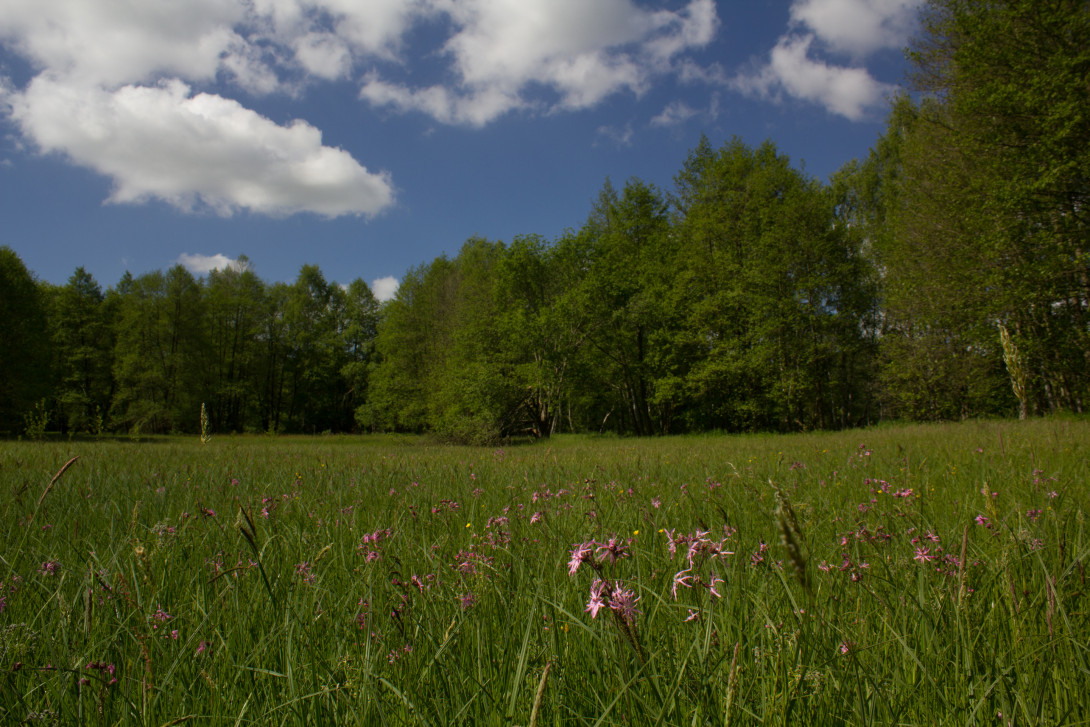 Blühende Kuckuckslichtnelke, Foto: Bansen-Wittig