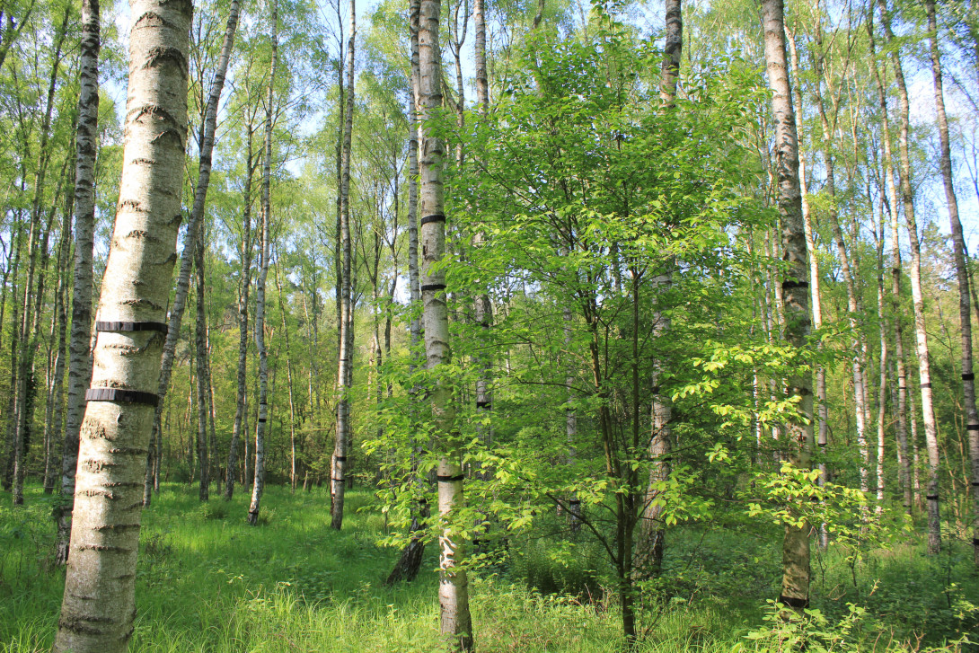 Kunstwerk "Intermezzo" am Internationalen Kunstwanderweg, Foto: Bansen-Wittig