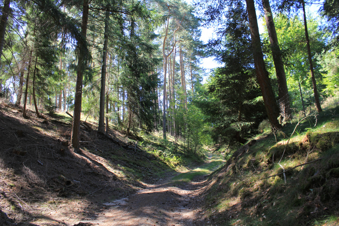 Abwechslungsreicher Mischwald am TK 5, Foto: Bansen-Wittig