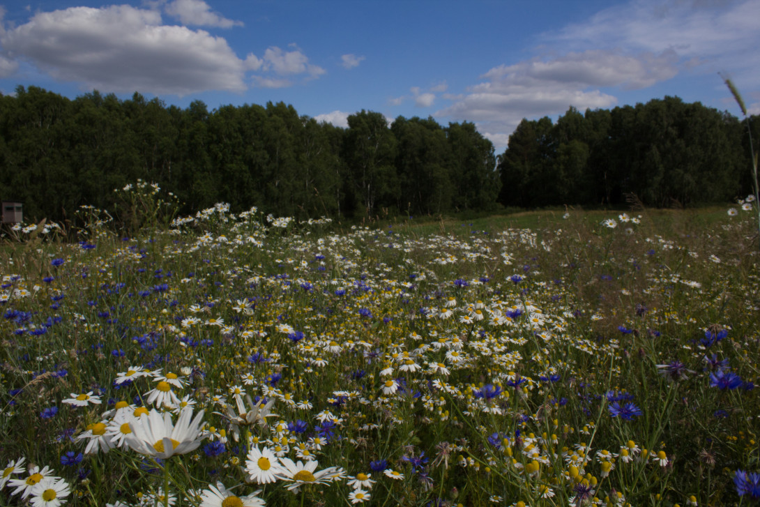 Blühfelder am Wegesrand, Foto: Bansen-Wittig