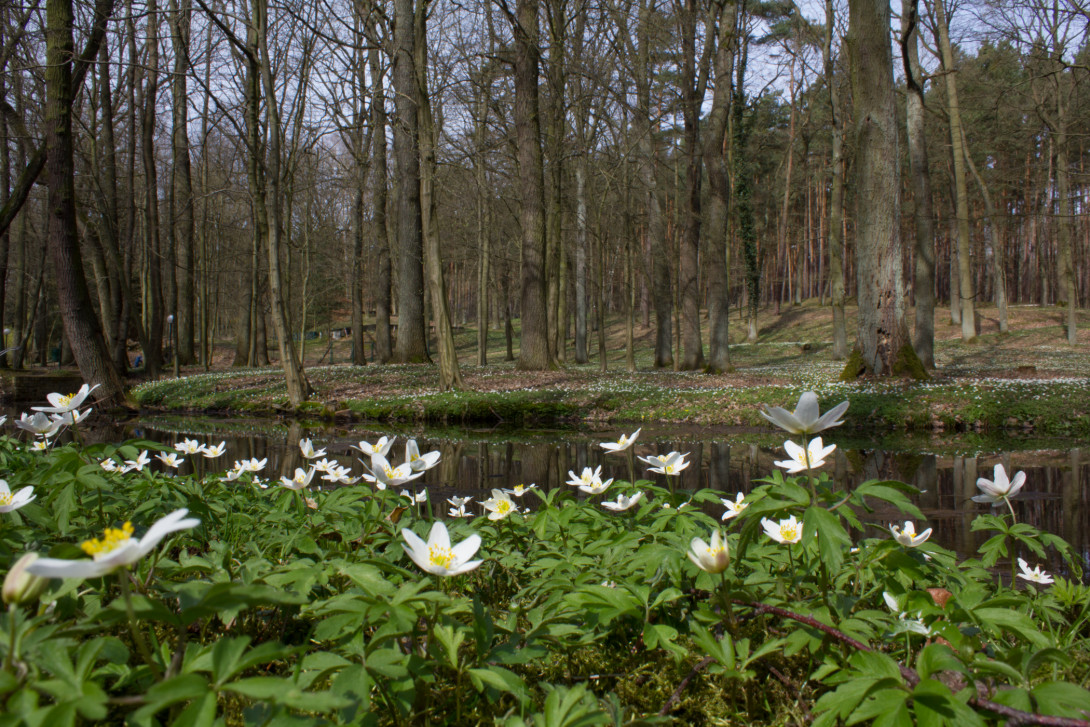 Anemonenblüte im Park der Reha-Klinik, Foto: Bansen-Wittig