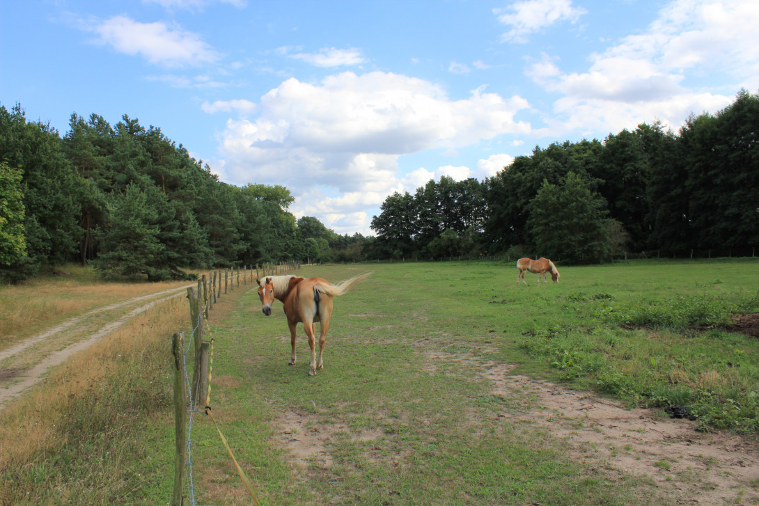 Pferdekoppel am Wegesrand, Foto: Bansen-Wittig