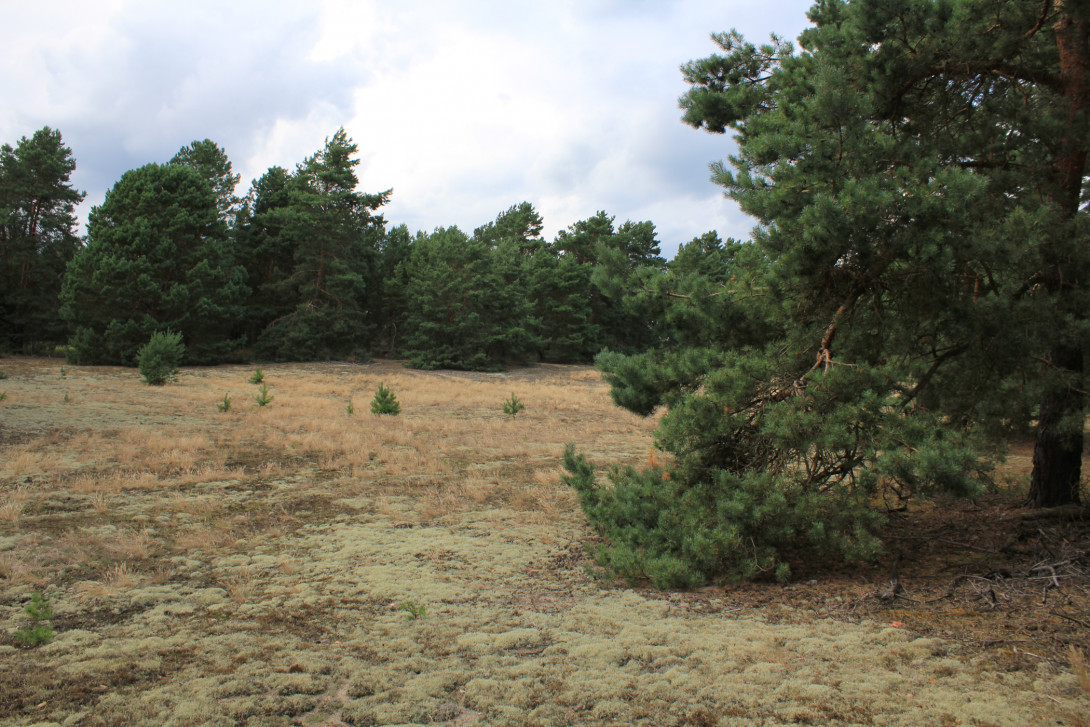 Offene Flechten-Kiefernwälder bieten Lebensraum für besondere Tier- und Pflanzenarten, Foto: Bansen-Wittig