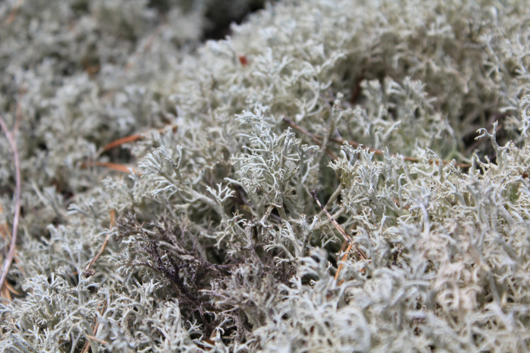 Flechten können ausgetrocknet Temperaturextreme überstehen, Foto: Bansen-Wittig