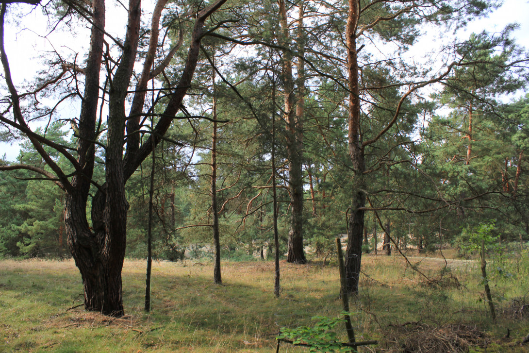 Lichter Wald mit urigen Kiefern, Foto: Bansen-Wittig