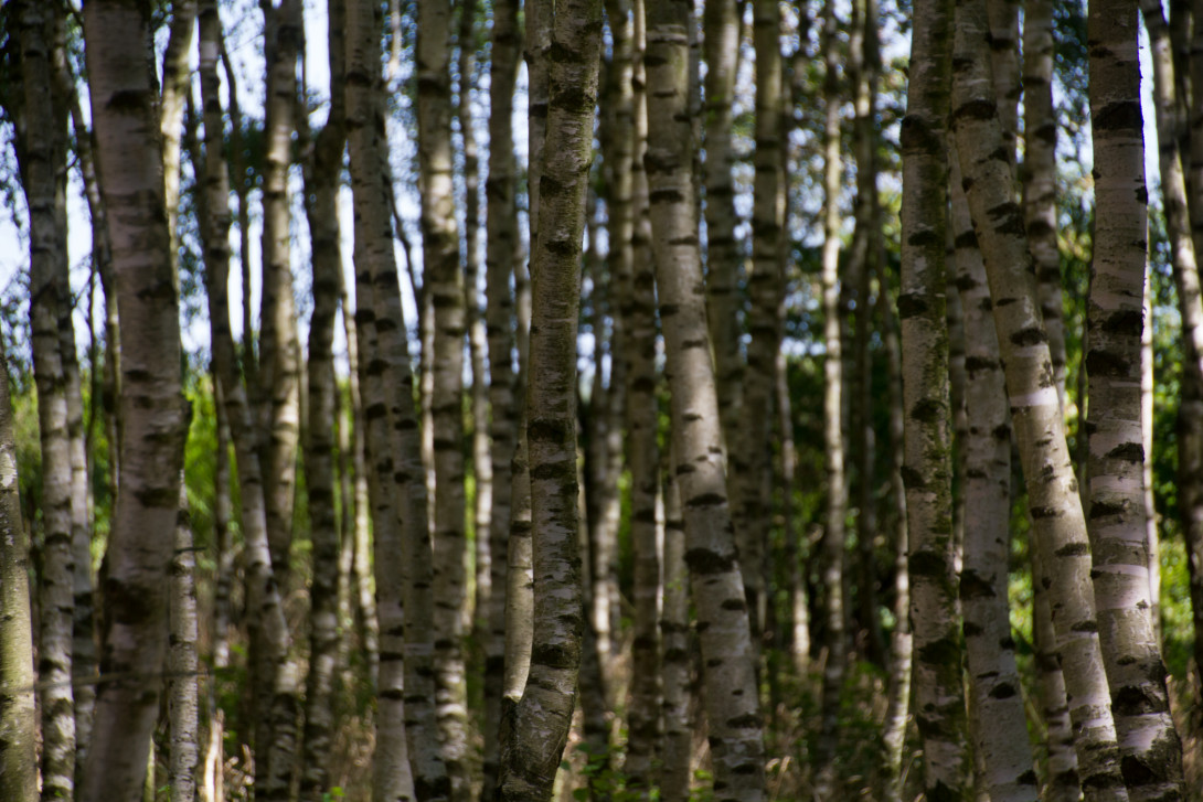 Birkenwäldchen, Foto: Bansen-Wittig