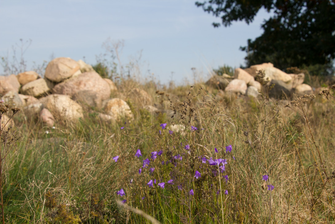 Glockenblumen neben Feldsteinen, Foto: Bansen-Wittig