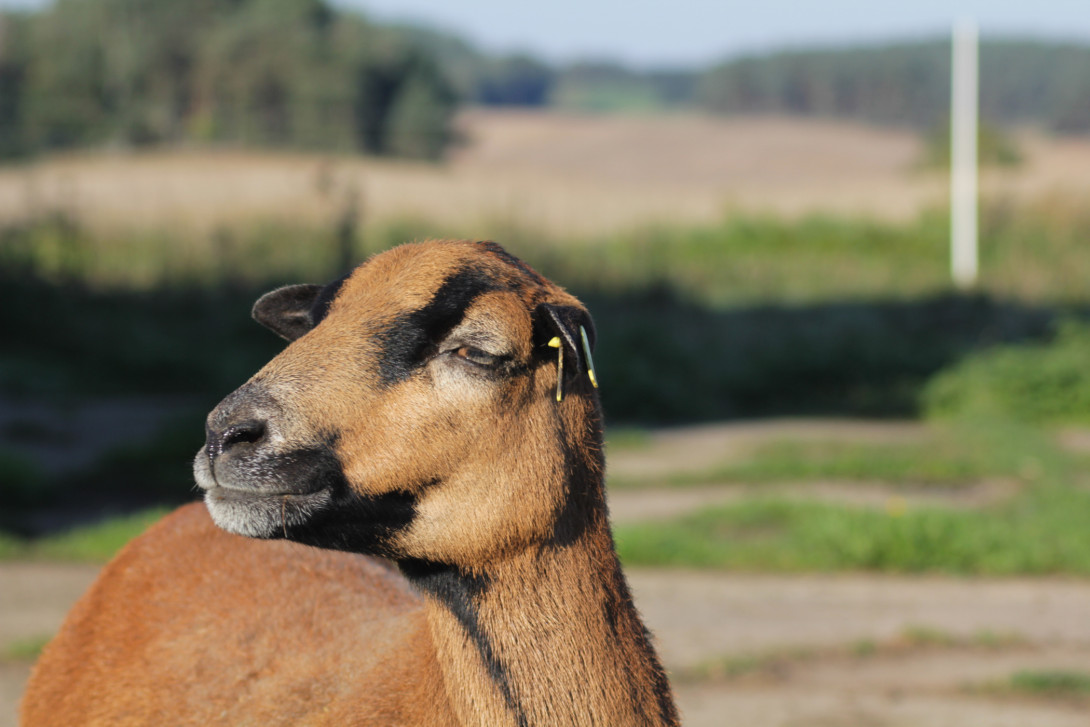 Kamerunschaft am Alten Wasserwerk Garrey, Foto: Bansen-Wittig
