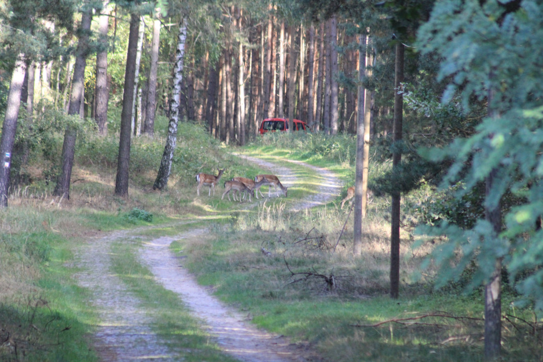 Begegnung mit Damwild im Wald, Foto: Bansen-Wittig