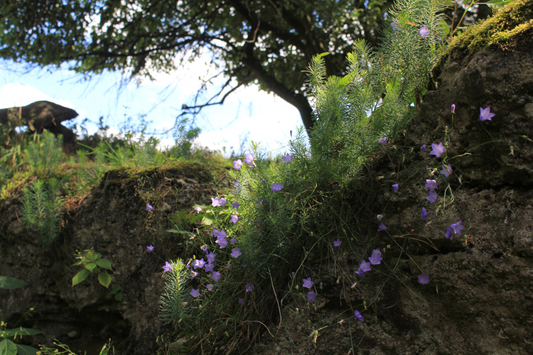 Konglomerat in der Neuendorfer Rummel, Foto: Bansen-Wittig