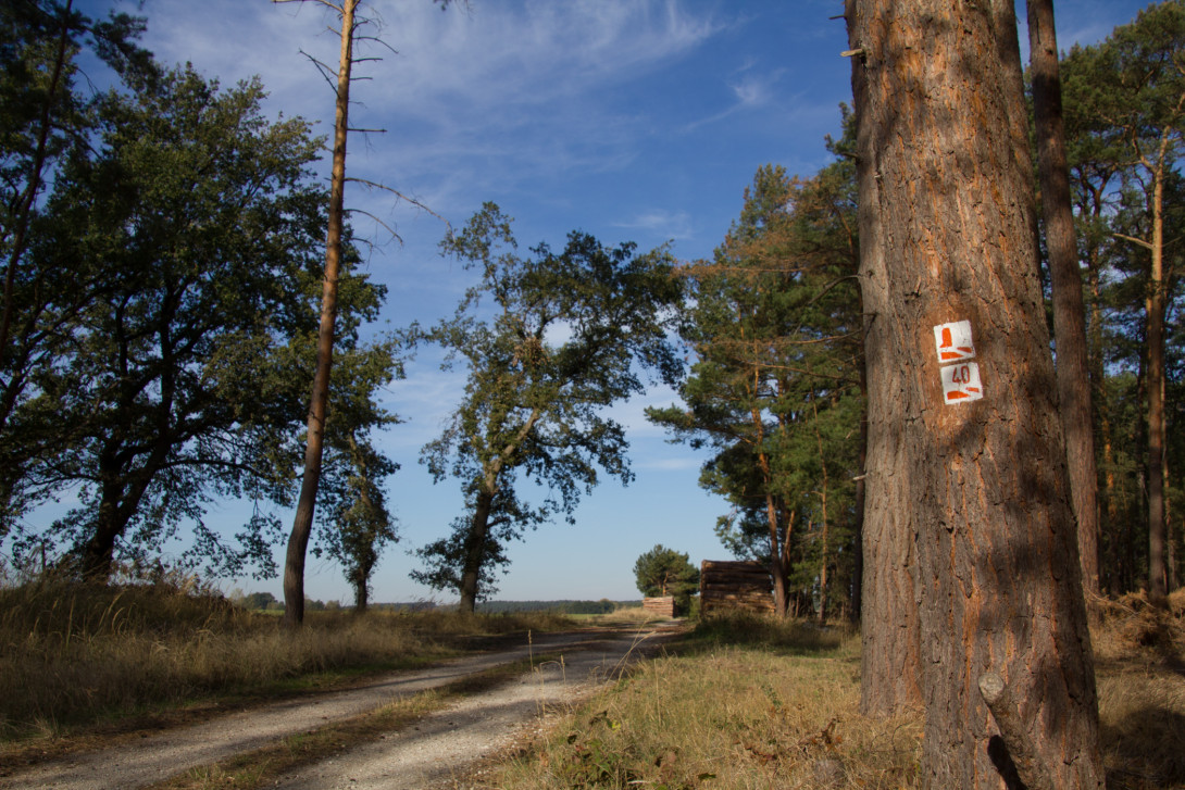 Baummarkierungen weisen den Weg, Foto: Bansen-Wittig