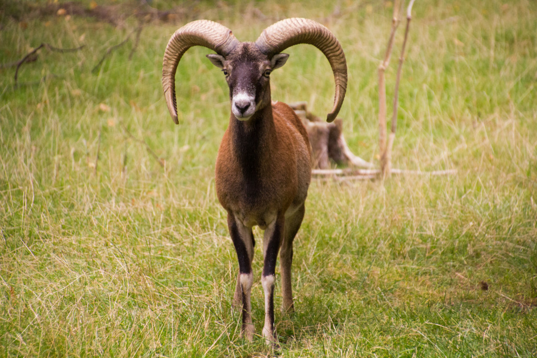 Mufflongehege in Rädigke, Foto: Bansen-Wittig