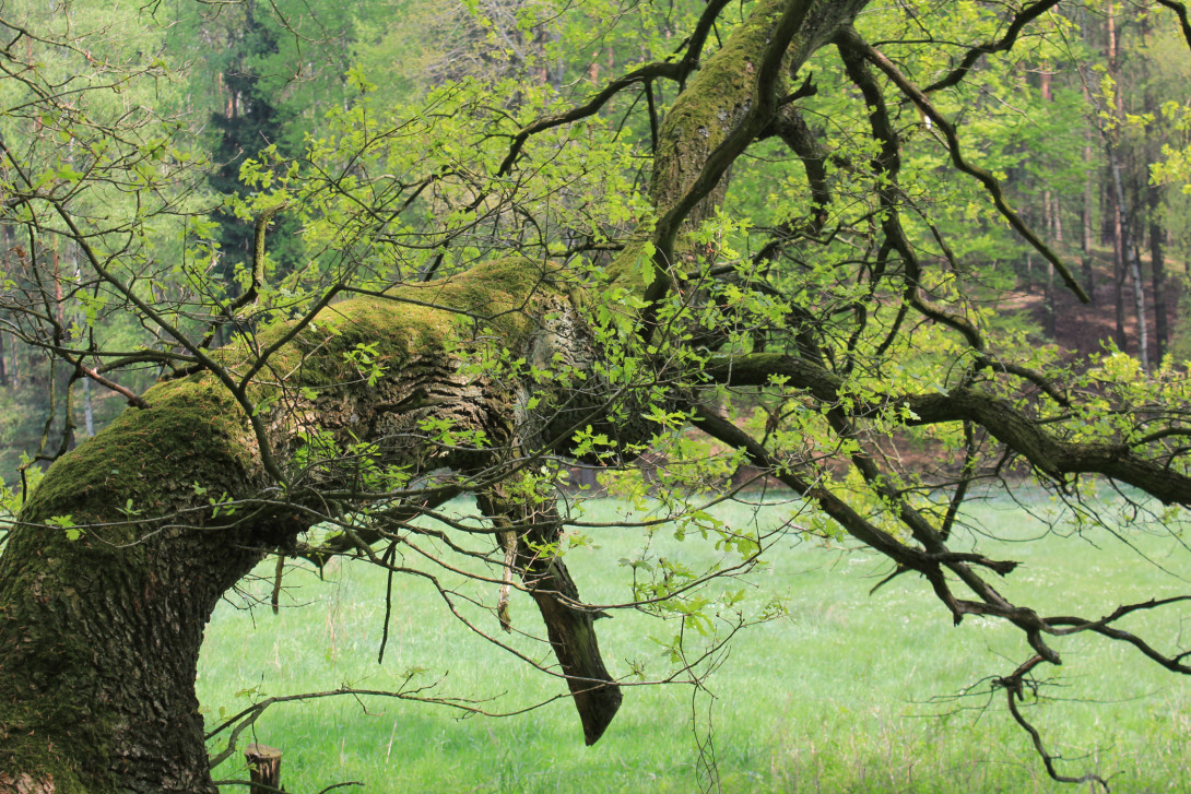 Urige Eiche im Planetal, Foto: Bansen-Wittig