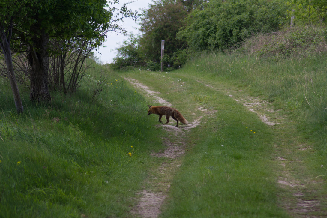 Fuchs quert, Foto: Bansen-Wittig