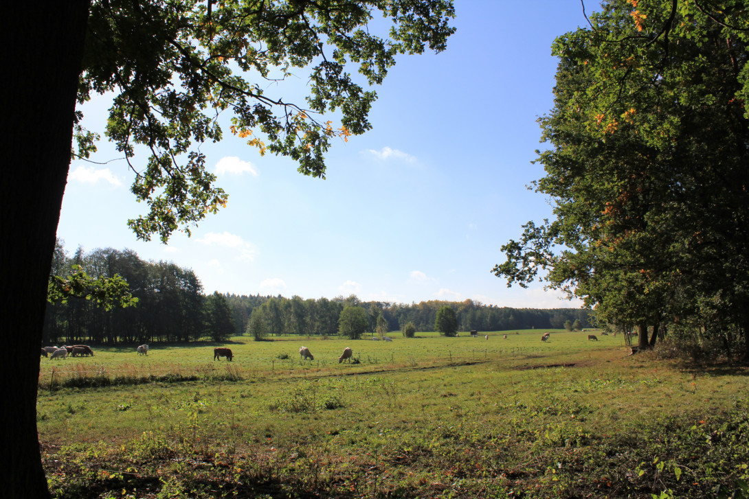 Weide im Planetal, Foto: Bansen-Wittig