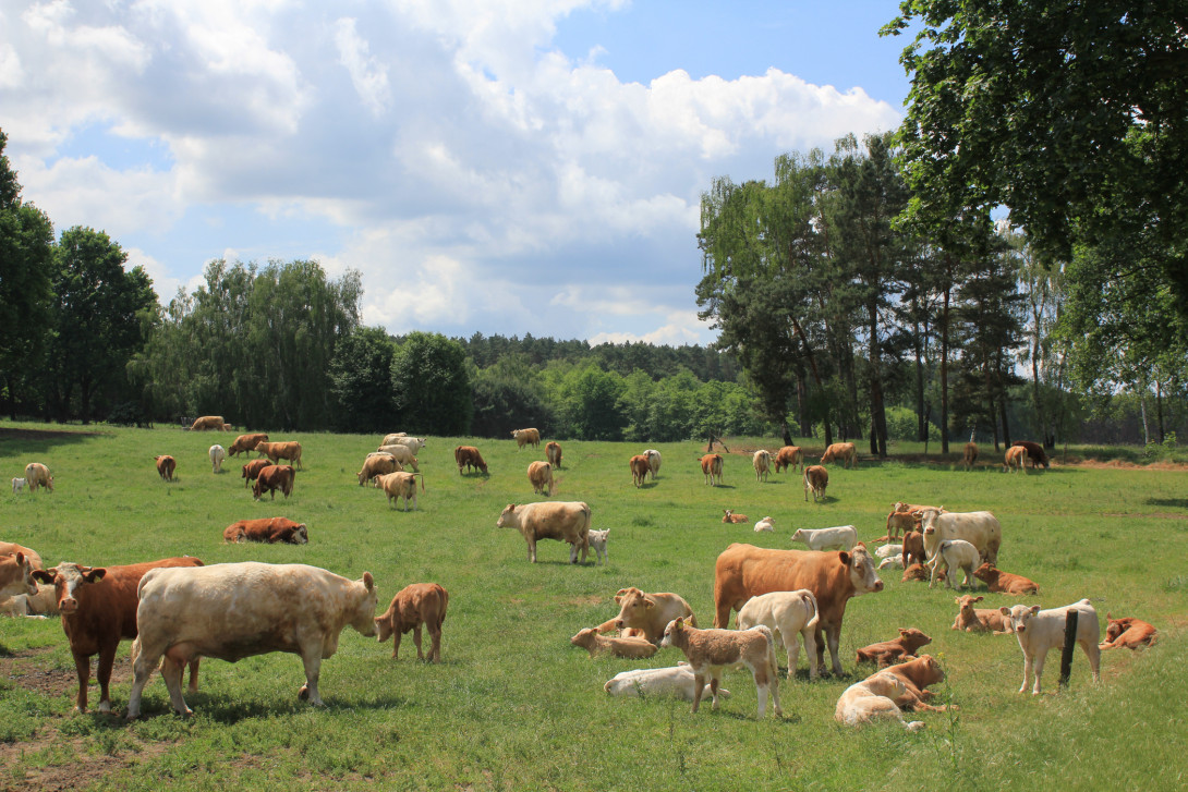 Kühe auf der Weide, Foto: Bansen-Wittig