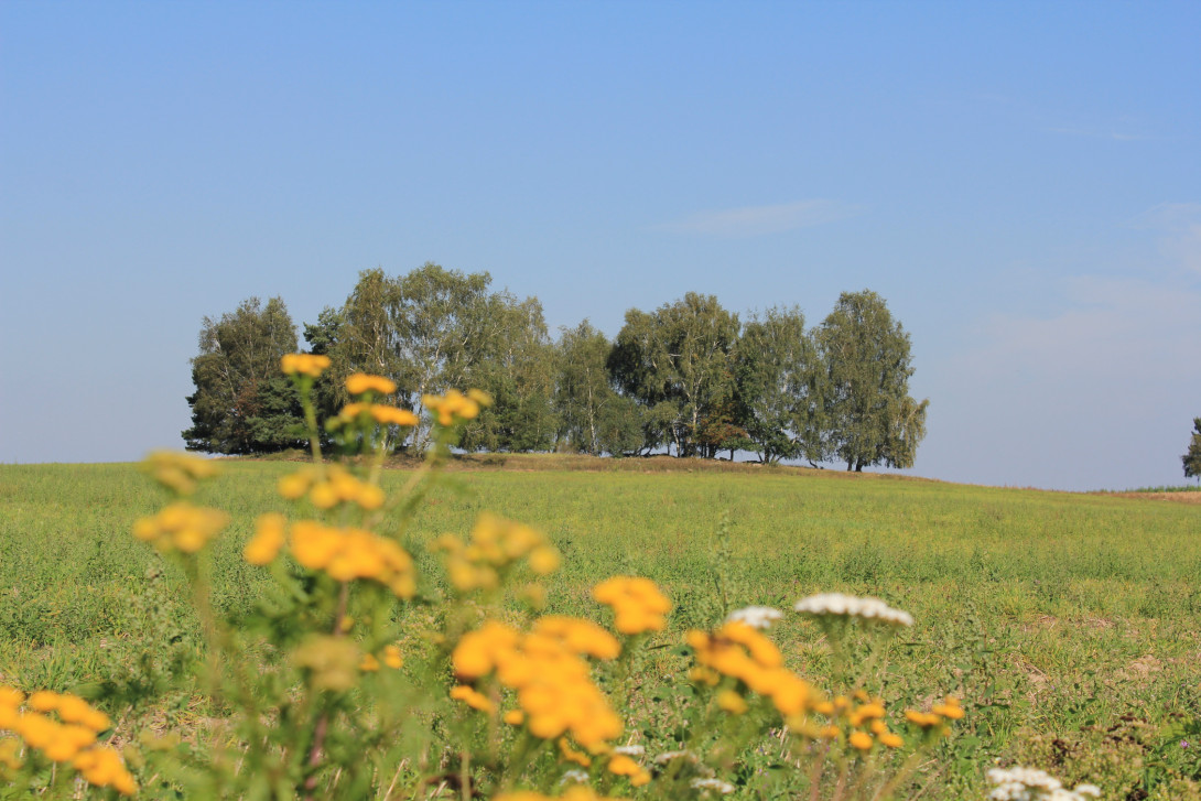 Feldgehölze und Blühsäume bereichern die Landschaft, Foto: Bansen-Wittig