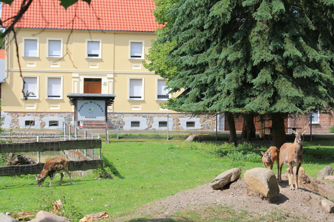 Mufflongehege Rädigke, Foto: Bansen-Wittig