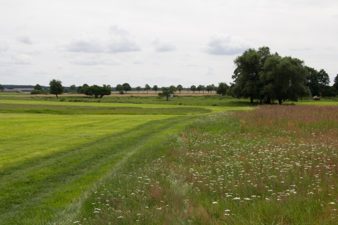 Wiesenlandschaft bei Niemegk, Foto: Bansen-Wittig
