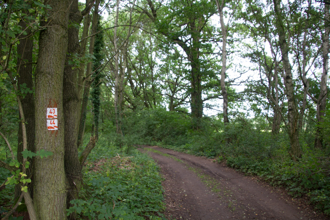 Baummarkierung, Foto: Bansen-Wittig