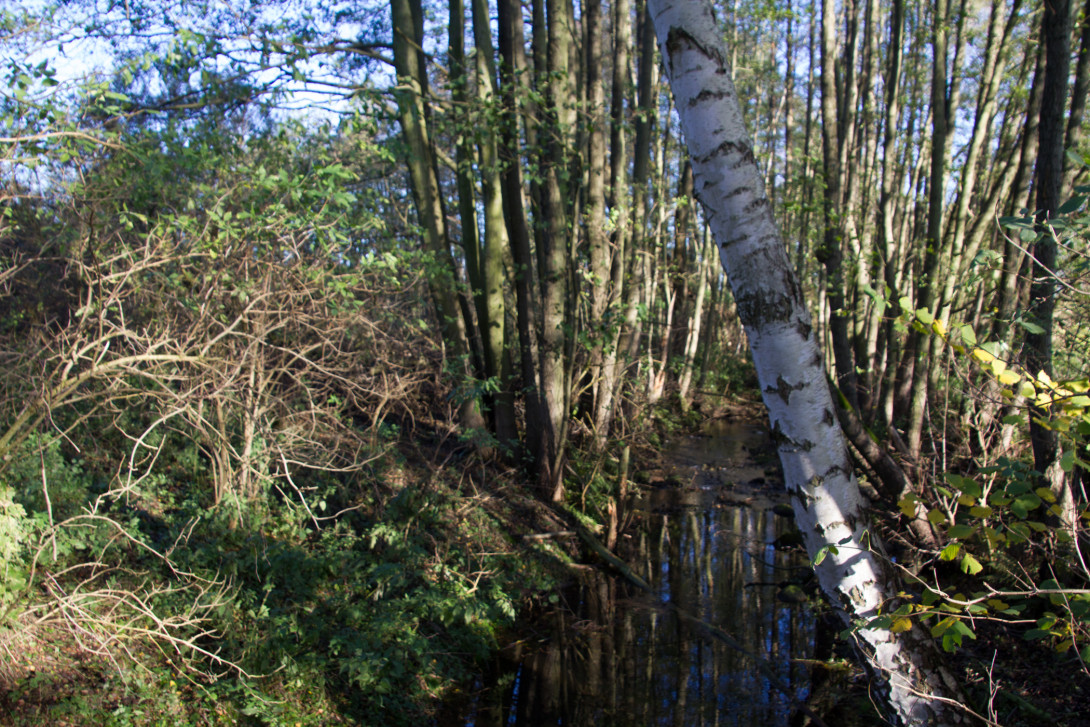 Buffbach, Foto: Bansen-Wittig