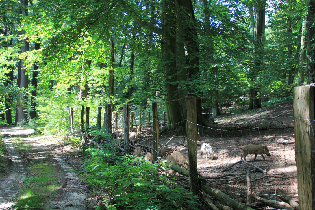 Am Wildschweingatter "Alte Hölle", Foto: Bansen-Wittig