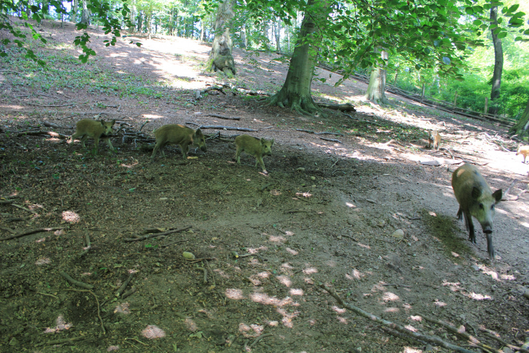 Wildschweingatter "Alte Hölle", Foto: Bansen-Wittig