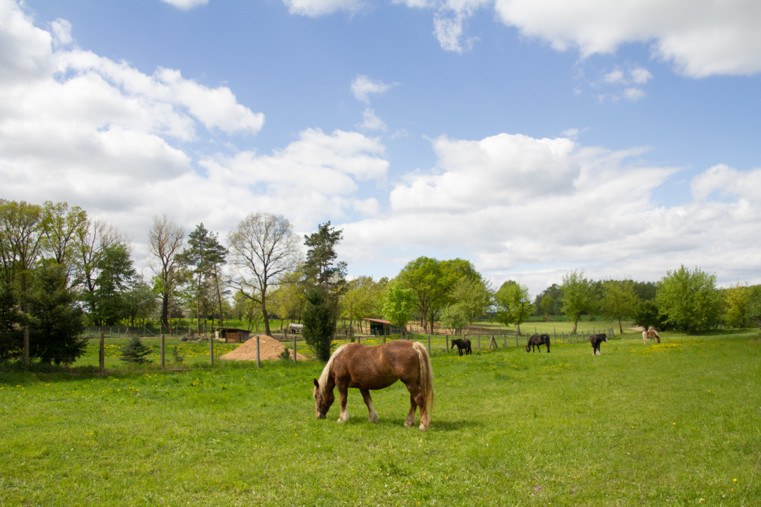Pferdehof am Heidehof, Foto: Bansen-Wittig