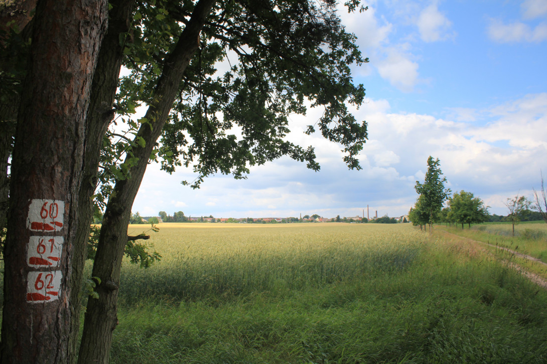Baummarkierung weist den Weg, Foto: Bansen-Wittig